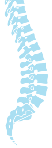 chiropractor - spine illustration